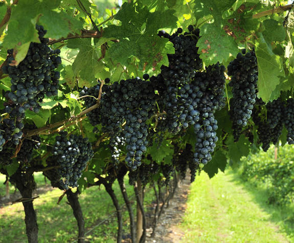Excelsior Hotel vineyard